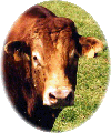 Boucherie à la ferme
